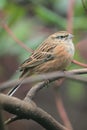 Rock bunting Royalty Free Stock Photo
