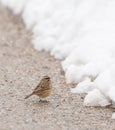 Rock Bunting at the road