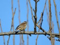 Rock bunting