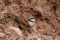 Rock bunting