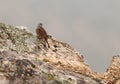 A Rock Bunting on the rocks
