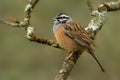 Rock Bunting & x28;Emberiza cia& x29;