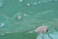 Algae bloom pollution Royalty Free Stock Photo