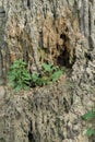 Rock cliff background, fossil rock, aquascape background material