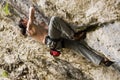 Rock climber Royalty Free Stock Photo
