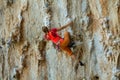 Rock climber on tufas climbing route in Kalymnos, Greece