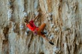 Rock climber on tufas climbing route in Kalymnos, Greece