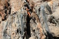 Rock climber girl in orange pants leaging climbing route on natural rock Royalty Free Stock Photo