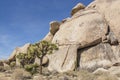 Rock Climber at Joshua Tree National Park Royalty Free Stock Photo