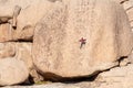 Rock climber at Joshua Tree National Park in Southern California Royalty Free Stock Photo