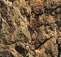 Rock climber resting during hard climb.