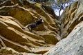 Rock Climber on Roof