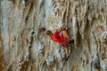 Rock climber on tufas climbing route in Kalymnos, Greece