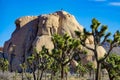 Rock climbers scale a massive boulder in Joshua Tree National Park on sunny day