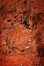 Rock Climbing on Red Sandstone for Sport Recreation and Fun