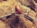 Rock climbing safety path via ferrata. Steel chrome anchores in rock hold steel twisted rope