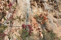 Spectacular rock climbing cliff Royalty Free Stock Photo