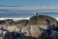 Rock on the coast with sea gull watching Royalty Free Stock Photo