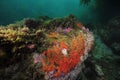 Rock with colorful invertebrates