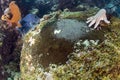 Rock and corals eaten by sea urchins while diving Cortez Sea Royalty Free Stock Photo