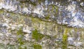 Rock covered with algae texture Royalty Free Stock Photo