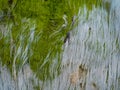 A rock covered with algae.Texture close-up Royalty Free Stock Photo