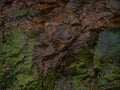 A rock covered with algae.Texture close-up Royalty Free Stock Photo