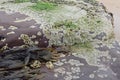 A rock covered in barnacles, mussels and seaweed