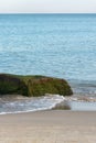 Rock covered with green algae on shore of Baltic Sea. Selective focus Royalty Free Stock Photo