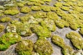 Rock covered in green moss