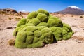 Rock covered with moss in Bolivian sud lipez Royalty Free Stock Photo