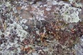 Rock covered with moss and lichen. Small plants on stony soil. Royalty Free Stock Photo