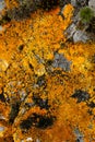 Rock covered with orange lichen. A few pieces of foam.