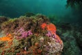 Rock with colorful invertebrates