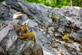 Rock covered red with green moss, soft focus Royalty Free Stock Photo