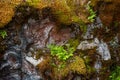 Rock covered red with green wild moss Royalty Free Stock Photo