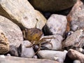 A Crab Getting Some Sun