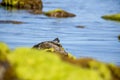 Rock crab in the sun on beach shore at low tide on sunny day Royalty Free Stock Photo
