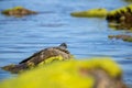 Rock crab in the sun on beach shore at low tide on sunny day Royalty Free Stock Photo