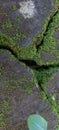 rock cracks covered with green moss Royalty Free Stock Photo