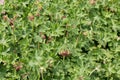 Rock Cranes-Bill, Hardy Geranium, Wild Geranium `Czakor` Geranium macrorrhizum, bigroot