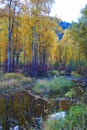 Rock Creek, Montana, Fall Colors. Royalty Free Stock Photo