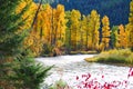 Rock Creek, Montana, Fall Colors. Royalty Free Stock Photo