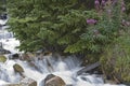 Rock Creek waterfall and fir tree Royalty Free Stock Photo