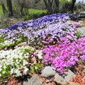 Springtime rock garden with colorful Creeping Phlox Royalty Free Stock Photo