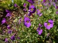 Rock cress (Aubrieta x cultorum) \'Blue Emperor\' with small blue - purple flowers Royalty Free Stock Photo