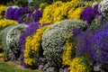 Rock Cress, Golden Spring Alyssum, and Candytuft in Spring