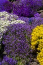 Rock Cress, Golden Spring Alyssum, and Candytuft in Spring