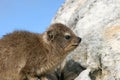 Rock Dassie (Hyrax) Royalty Free Stock Photo