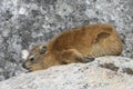 Rock Dassie (Hyrax) Royalty Free Stock Photo